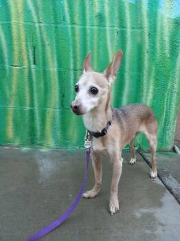 Chihuahua Dogs Available for Adoption - Popeye | PetCurious