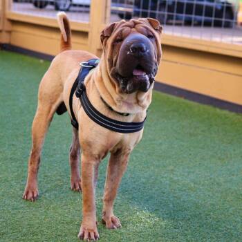 Topo -  Shar Pei Dog for Adoption in Houston, Texas - Topo | PetCurious