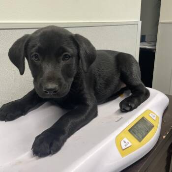 Black Labrador Retriever Dogs Available for Adoption - Jack | PetCurious