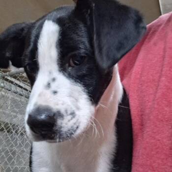 Labrador Retriever Dogs Available for Adoption in Birmingham, Alabama - Trevor | PetCurious