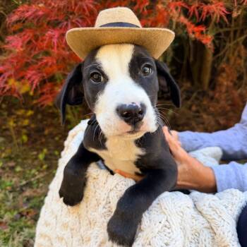 Rescue Flat Coated Retriever and Black Labrador Retriever Dogs for Adoption in Huntsville, Alabama - Weber | PetCurious