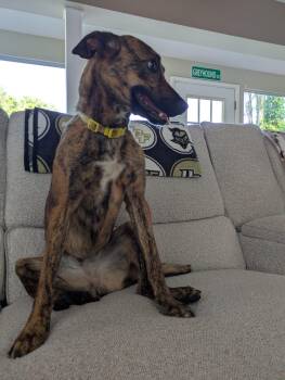 Iggy Pop -  Greyhound and Border Collie Dog Available for Adoption in Winter Park, Florida - Iggy Pop | PetCurious