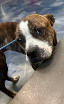 Rescue Mixed Breed Dogs for Adoption in Pontiac, Michigan - Toma | PetCurious