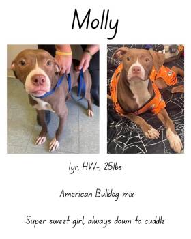 Rescue American Bulldog and Mixed Breed Dogs for Adoption in Albany, Georgia - Molly | PetCurious