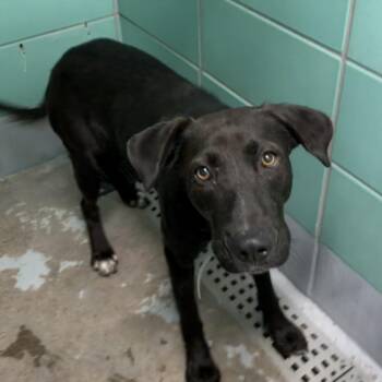 Labrador Retriever and Mixed Breed Dogs Available for Adoption in Houston, Texas - ABRIELLE | PetCurious