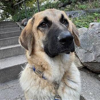 Otto -  Anatolian Shepherd Dog for Adoption in Minneapolis, Minnesota - Otto | PetCurious