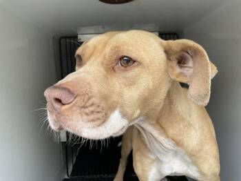 Terrier Dogs Available for Adoption - Sandy | PetCurious