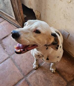 Rescue Dalmatian Dogs for Adoption in Santa Ana, California - Lana | PetCurious