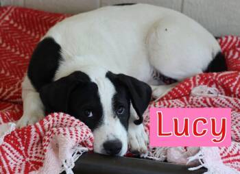 Labrador Retriever and Great Pyrenees Dogs Available for Adoption in Southlake, Texas - Lucy | PetCurious