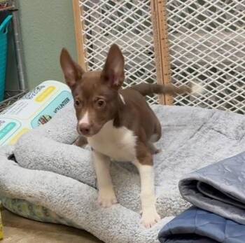 Maverick -  Mixed Breed Dog for Adoption - Maverick | PetCurious
