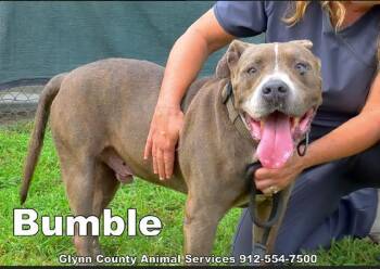 Rescue Pit Bull Terrier and Mixed Breed Dogs for Adoption in Brunswick, Georgia - BUMBLE | PetCurious
