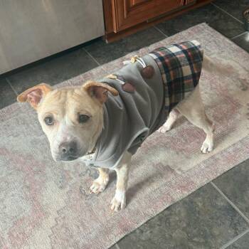 Labrador Retriever Dogs Available for Adoption - Andrew | PetCurious