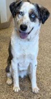Jasper (Bo) -  Australian Shepherd Dog Available for Adoption in Hot Springs, South Dakota - Jasper (Bo) | PetCurious