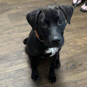 Rescue Black Labrador Retriever Dogs for Adoption in Grant, Alabama - Astray | PetCurious