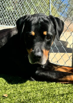 Rescue Rottweiler Dogs for Adoption in Deering, New Hampshire - Luke | PetCurious