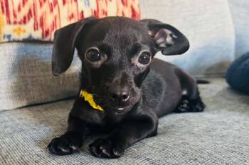 Clover -  Dachshund Dog for Adoption in Savannah, Georgia - Clover | PetCurious