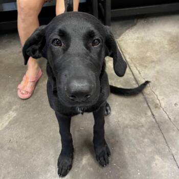 Labrador Retriever Dogs Available for Adoption - Kira | PetCurious