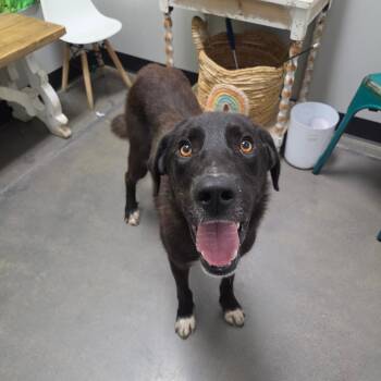 Stefan -  Labrador Retriever and Mixed Breed Dog for Adoption in Normal, Illinois - Stefan | PetCurious