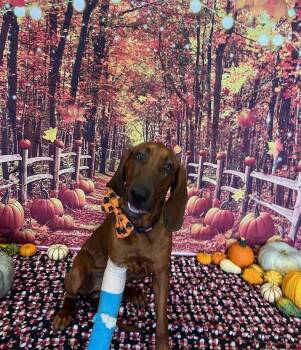 Rescue Bloodhound Dogs for Adoption in Amarillo, Texas - Sherlock | PetCurious