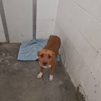 SCFL-Stray-67093_2 -  Mixed Breed Dog for Adoption in Lake Panasoffkee, Florida - SCFL-Stray-67093_2 | PetCurious