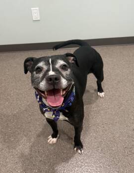 Rescue Pit Bull Terrier Dogs for Adoption in Sault Ste. Marie, Michigan - Georgie | PetCurious