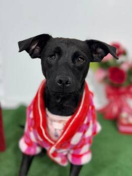 July-One of our Amazing Rescue Dogs -  Chihuahua and Rat Terrier Dog for Adoption in Carlsbad, California - July-One Of Our Amazing Rescue Dogs | PetCurious