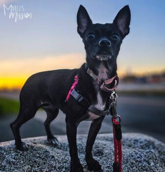 Sunflower Seed -  Chihuahua Dog for Adoption in Spokane, Washington - Sunflower Seed | PetCurious