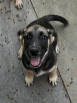Desi -  Australian Cattle Dog Blue Heeler and Shepherd Dog for Adoption in Fort Lupton, Colorado - Desi | PetCurious