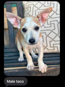 Taco -  Chihuahua Dog for Adoption in San Tan Valley, Arizona - Taco | PetCurious