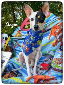 Rat Terrier Dogs Available for Adoption in Sebring, Florida - Angie | PetCurious