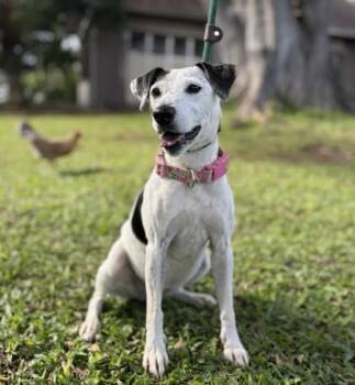 Sammi -  Parson Russell Terrier and Mixed Breed Dog for Adoption in Honolulu, Hawaii - Sammi | PetCurious