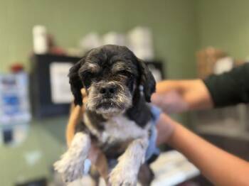 PEDRO -  Pekingese and Mixed Breed Dog for Adoption in Grand Prairie, Texas - PEDRO | PetCurious