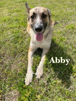 Rescue Mixed Breed Dogs for Adoption in Spring, Texas - Abigale | PetCurious