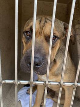 HERCULES -  Bullmastiff and Shar Pei Dog for Adoption in Indianapolis, Indiana - HERCULES | PetCurious