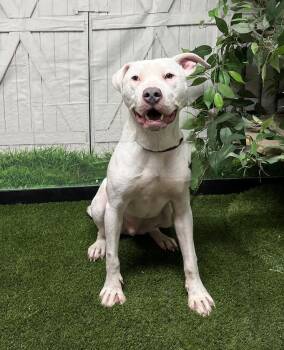 Mixed Breed Dogs Available for Adoption - Yuki | PetCurious