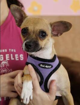 Missy -  Chihuahua and Chiweenie Dog for Adoption in Pasadena, California - Missy | PetCurious