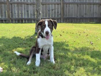 Rescue Border Collie Dogs for Adoption in Lucas, Texas - Link #1208 | PetCurious