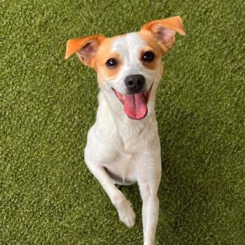 Chihuahua and Mixed Breed Dogs Available for Adoption in Merriam, Kansas - Tinkerbell | PetCurious