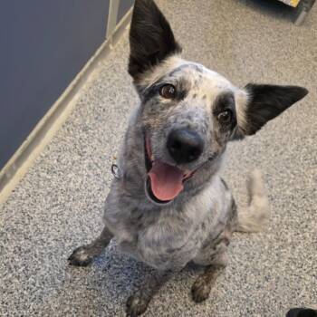 Australian Cattle Dog Blue Heeler Dogs Available for Adoption in Great Falls, Montana - Oaklee | PetCurious