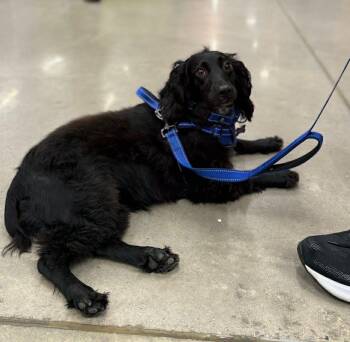 Rescue Cocker Spaniel Dogs for Adoption in Lake City, Florida - Polly | PetCurious