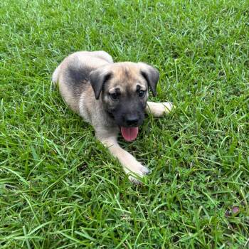 Porter -  Anatolian Shepherd and Labrador Retriever Dog for Adoption in Brierfield, Alabama - Porter | PetCurious