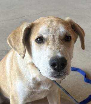 Labrador Retriever Dogs Available for Adoption in San Antonio, Texas - PAPI | PetCurious