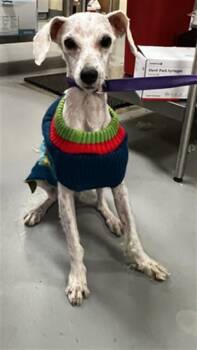 Toby -  Poodle Dog for Adoption in Las Vegas, Nevada - Toby | PetCurious