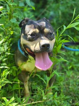 Nemo -  Mixed Breed Dog for Adoption in Warren, Michigan - Nemo | PetCurious