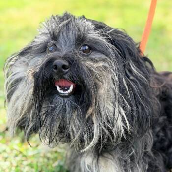 Chewy -  Mixed Breed Dog for Adoption in Huntington, West Virginia - Chewy | PetCurious
