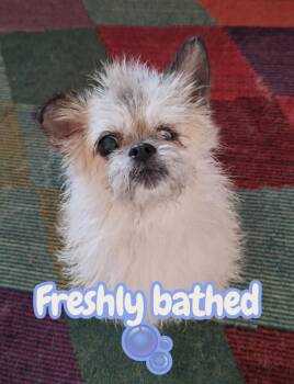 Lady JellyBean -  Chihuahua and Shih Tzu Dog for Adoption in The Woodlands, Texas - Lady JellyBean | PetCurious