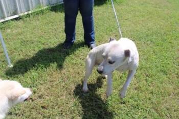 Dean -  Mixed Breed Dog for Adoption in Kenansville, North Carolina - Dean | PetCurious