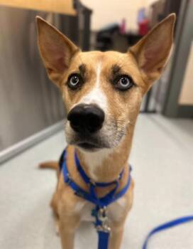 Siberian Husky and Black Mouth Cur Dogs Available for Adoption in Methuen, Massachusetts - KIDA | PetCurious