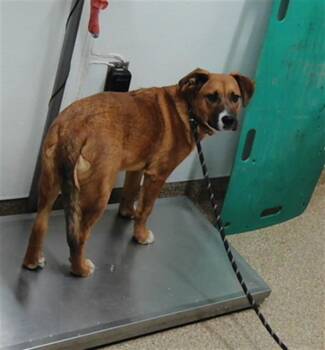 TANK -  German Shepherd Dog and Mixed Breed Dog for Adoption in Albuquerque, New Mexico - TANK | PetCurious
