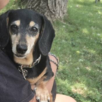 Sweet Heart -  Dachshund Dog for Adoption in Austin, Texas - Sweet Heart | PetCurious